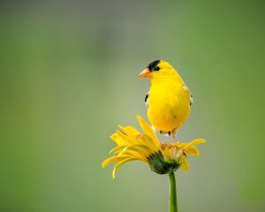 yellow bird perched on yellow flower